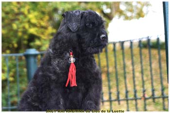 KAI du Clos de la Luette copyright Elevage de bouvier des Flandres du Clos de la Luette